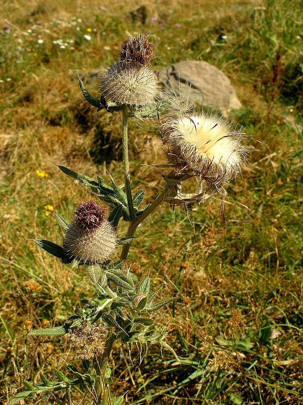 pichliač bielohlavý Cirsium eriophorum (L.) Scop.