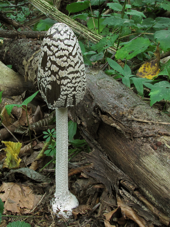 hnojník strakatý Coprinopsis picacea (Bull.) Redhead, Vilgalys & Moncalvo