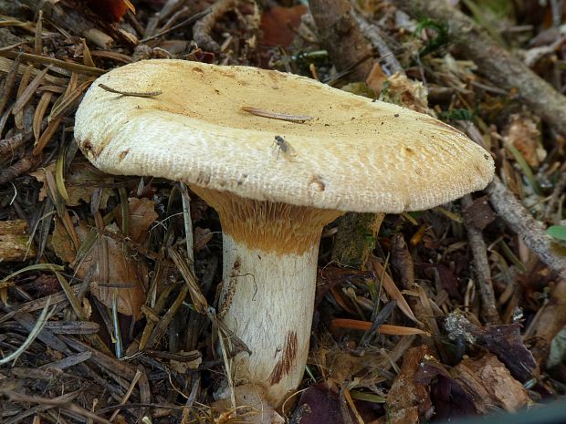 rýdzik? Lactarius sp.?