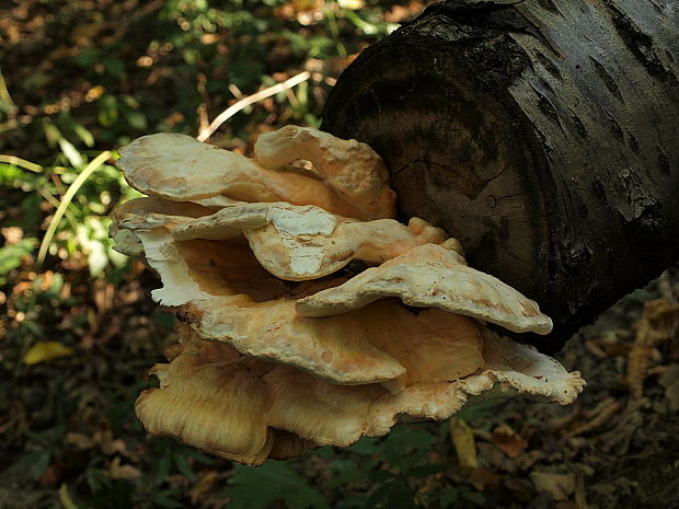 sírovec obyčajný Laetiporus sulphureus (Bull.) Murrill