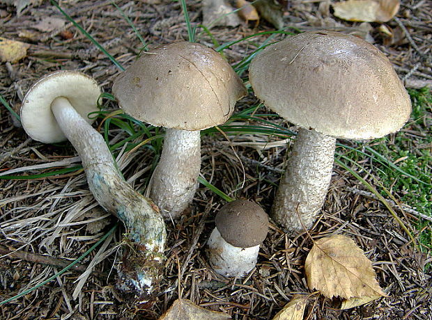 kozák Leccinum cyaneobasileucum Lannoy & Estadès