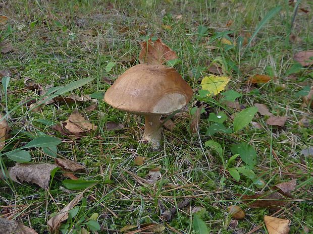 kozák brezový Leccinum scabrum (Bull.) Gray