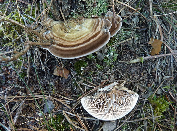 lupeňovka brezová alebo Warnieriho? Lenzites betulina (L.) Fr.