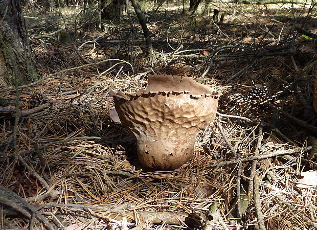 rozpadavec dlabaný Lycoperdon utriforme Bull.