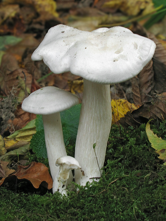 strmulec biely Lyophyllum connatum (Schumach.) Singer