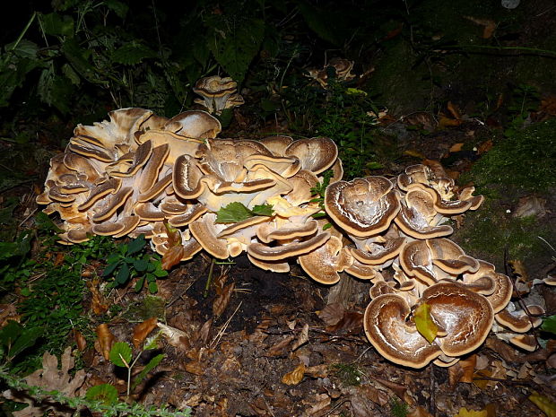 vejárovec obrovský Meripilus giganteus (Pers.) P. Karst.