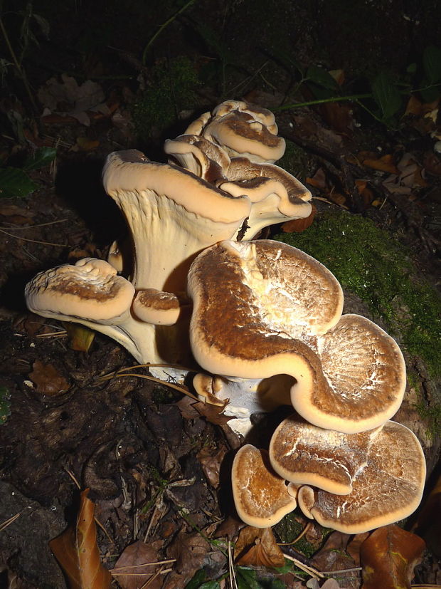 vejárovec obrovský Meripilus giganteus (Pers.) P. Karst.