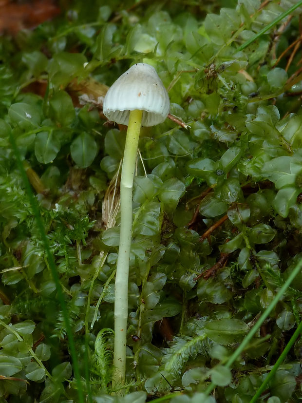 prilbička Mycena sp.