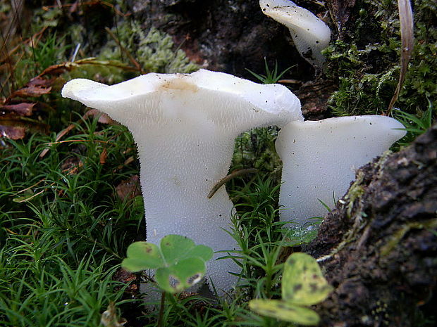 pajelenka želatínová Pseudohydnum gelatinosum (Scop.) P. Karst.