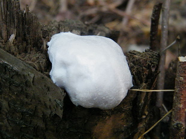 sieťnatka obyčajná Reticularia lycoperdon Bull.