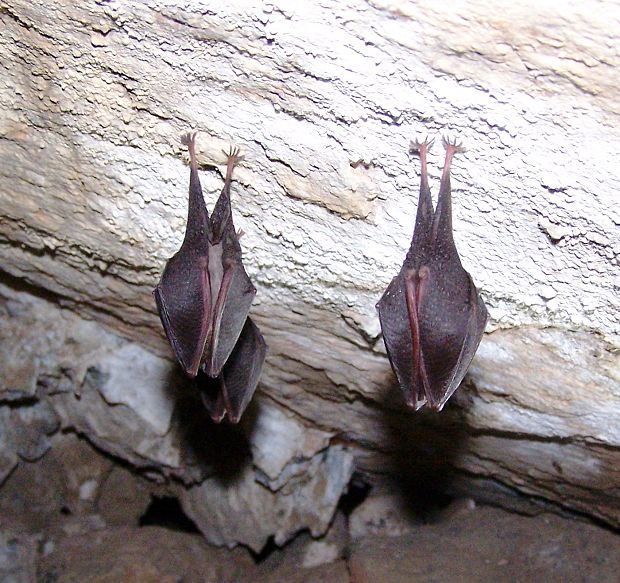 podkovár malý Rhinolophus hipposideros