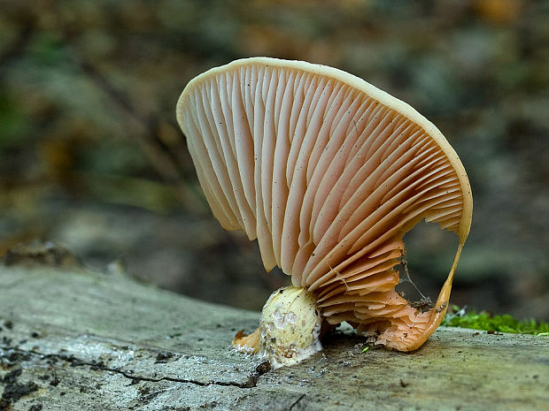 červenáčik obyčajný Rhodotus palmatus (Bull.) Maire