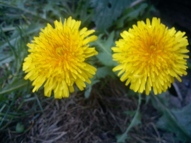 púpava lekárska Taraxacum officinale (L.) Weber ex F.H.Wigg