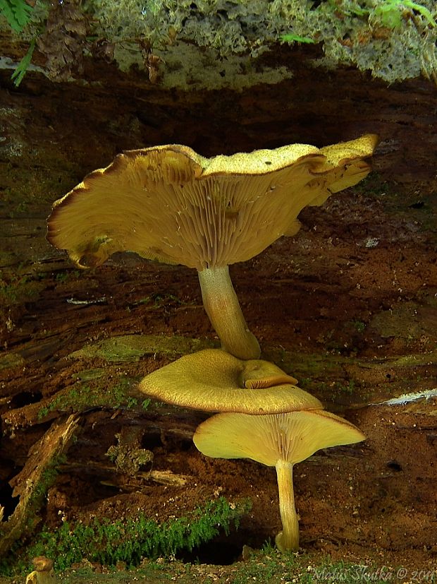 čírovec ozdobný Tricholomopsis decora (Fr.) Singer