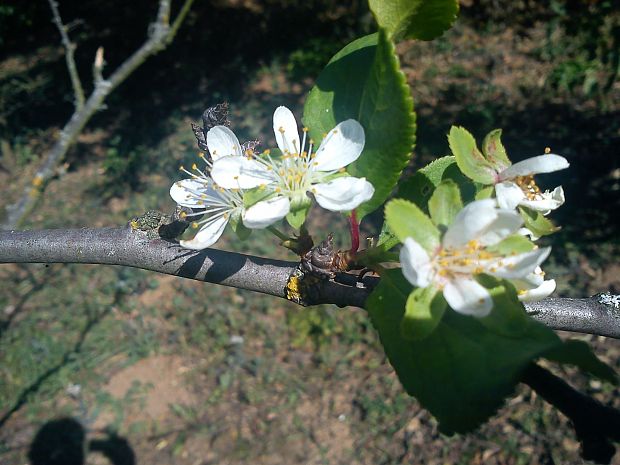 čačanská lepotica - slivka