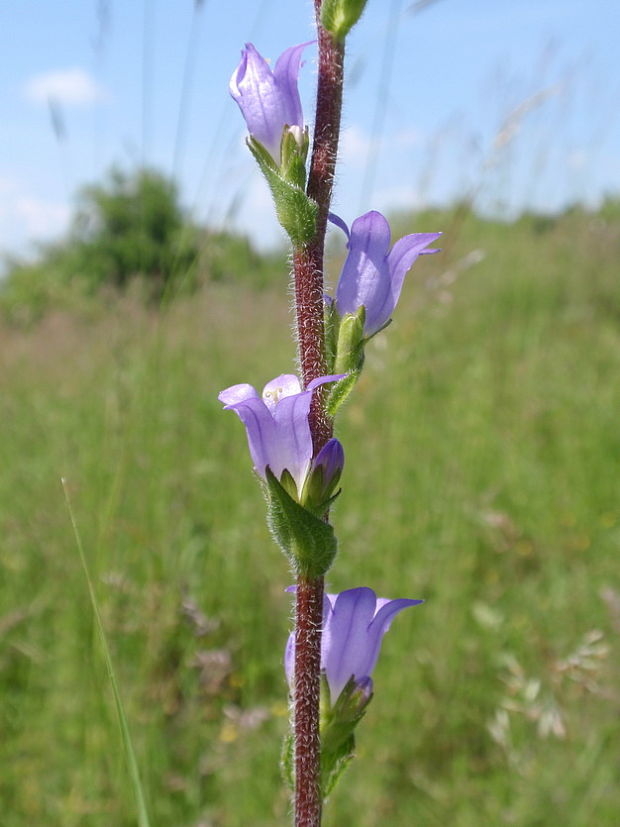 zvonček veľkoklasý Campanula macrostachya Waldst. et Kit. ex Willd.