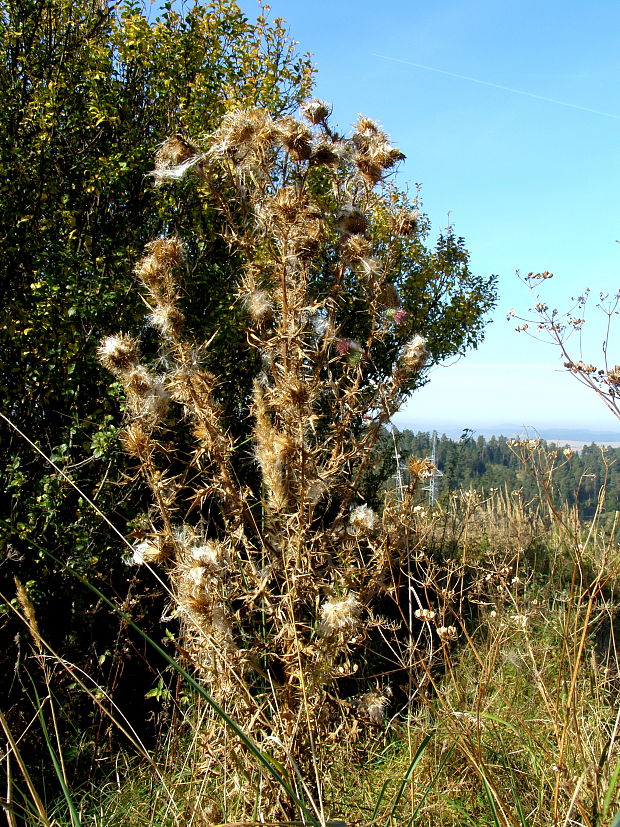 bodliak Carduus sp.