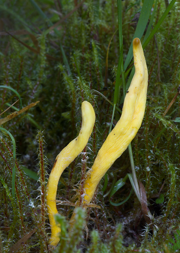 pakonárovka žltooranžová Clavulinopsis helvola (Pers.) Corner