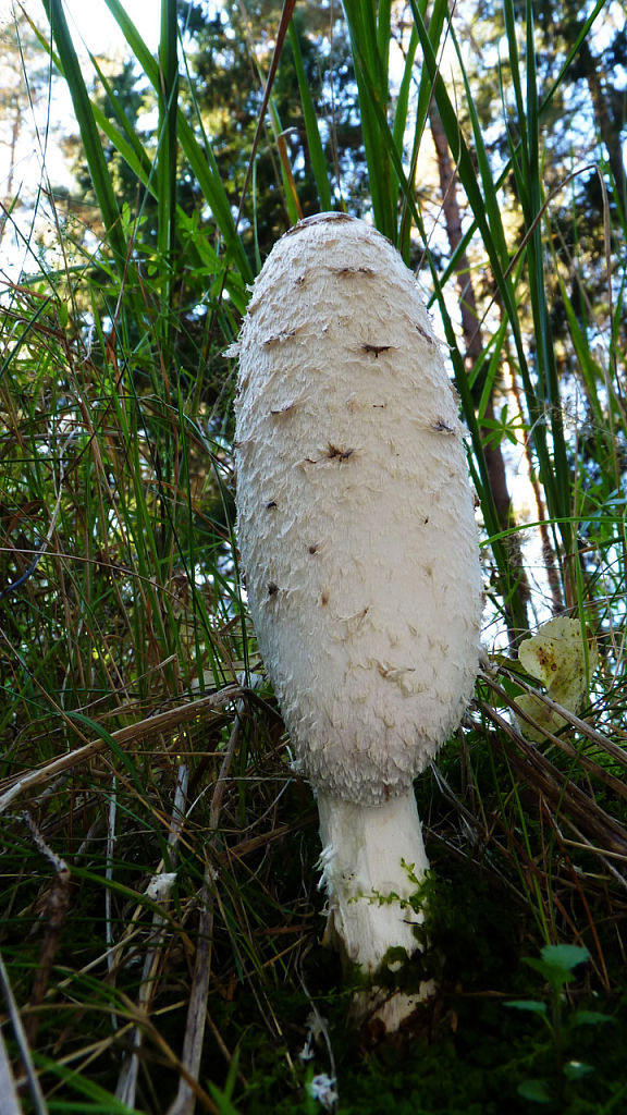 hnojník obyčajný Coprinus comatus (O.F. Müll.) Pers.