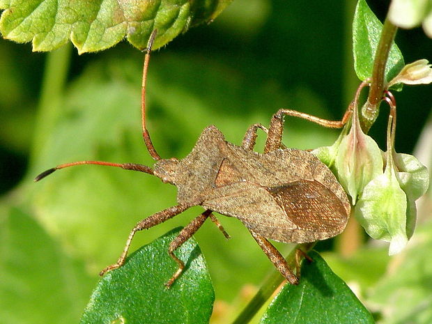 obrubnica štiavová Coreus marginatus  Linnaeus, 1758