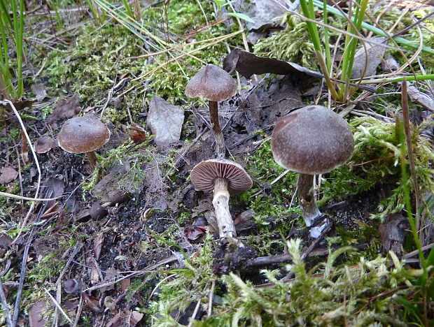 pavučinovec pružný Cortinarius flexipes var. flexipes H. Lindstr.