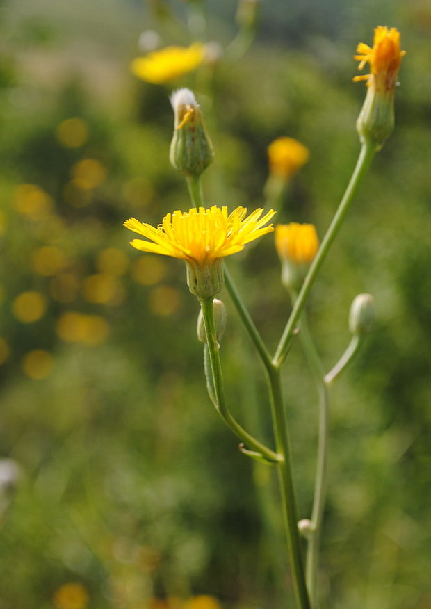 škarda úhľadná Crepis pulchra L.