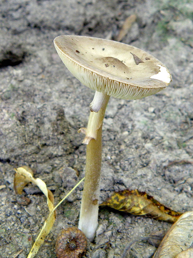 tmavuľka Melanoleuca sp.