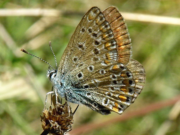 modráčik  obyčajný - samička Polyommatus icarus