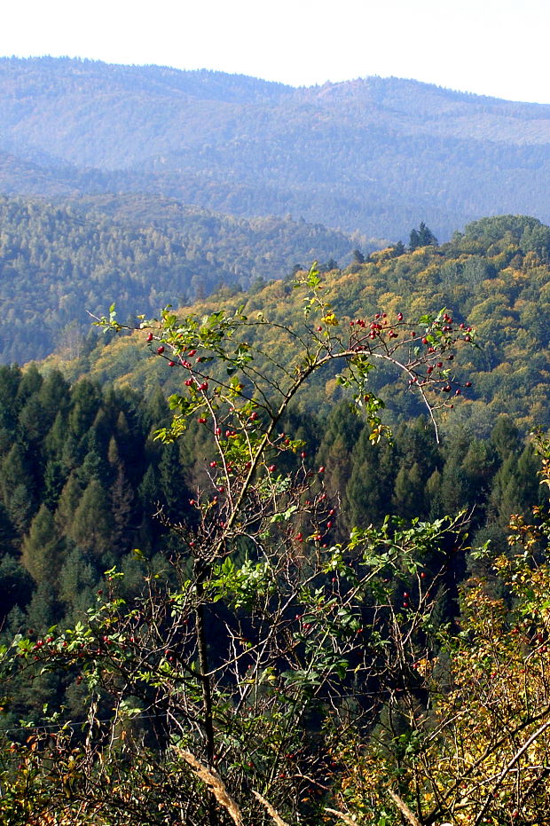 ruža šípová Rosa canina L.