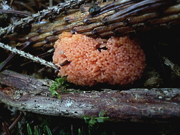 jahodník sasankovitý  Tubifera ferruginosa (Batsch) J.F. Gmel.