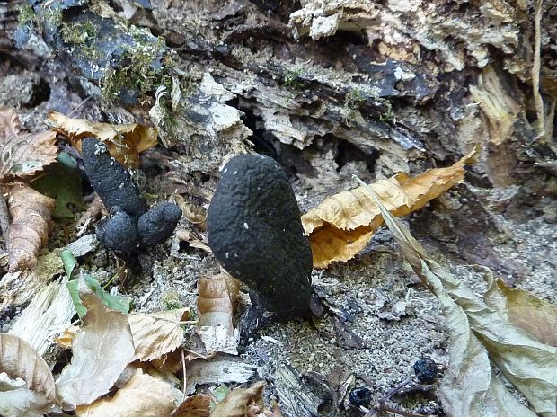 drevnatec  kyjakovitý Xylaria polymorpha (Pers.) Grev.