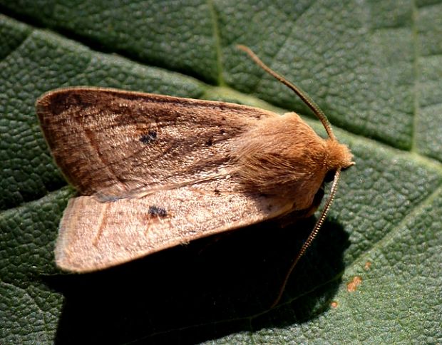 mora buková Agrochola macilenta