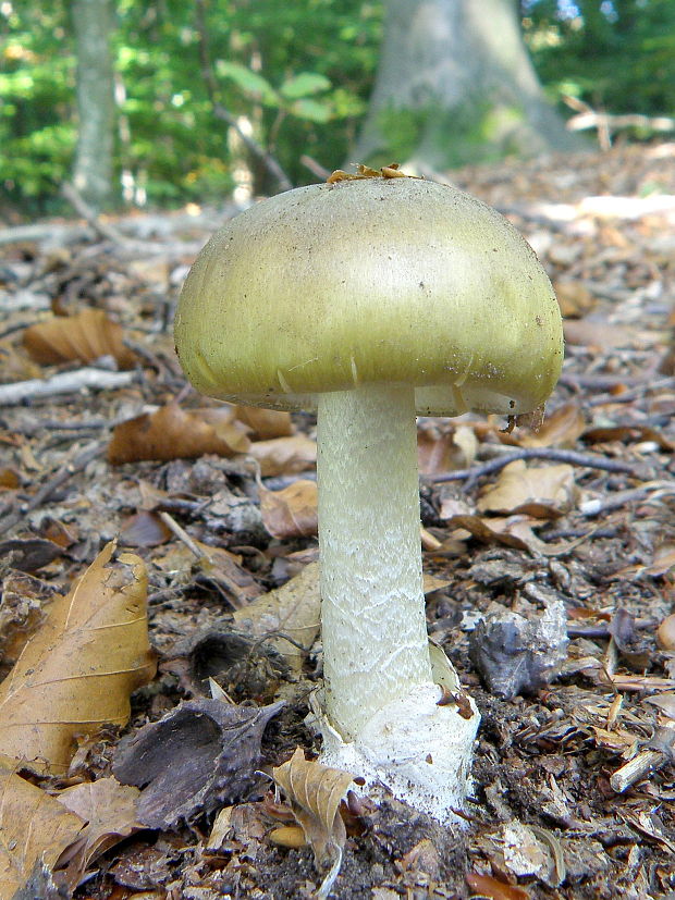 muchotrávka zelená Amanita phalloides (Vaill. ex Fr.) Link