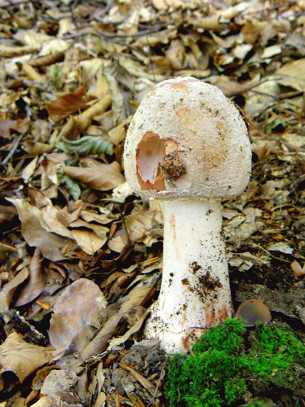 muchotrávka červenkastá Amanita rubescens Pers.