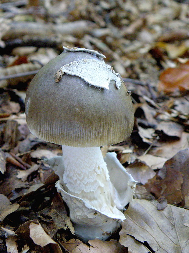 muchotrávka Amanita sp.