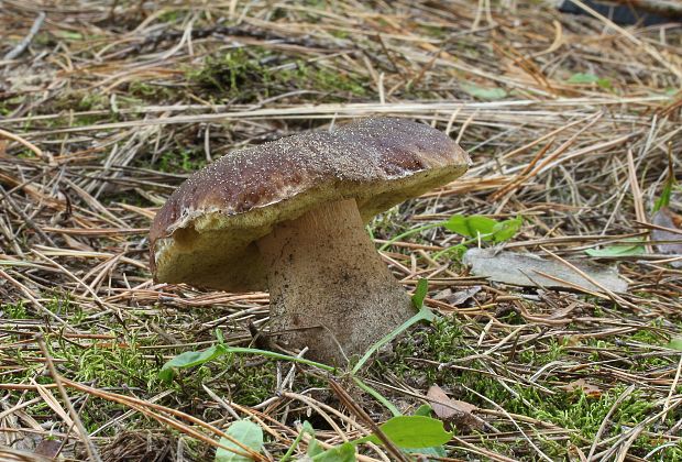 hríb smrekový Boletus edulis Bull.