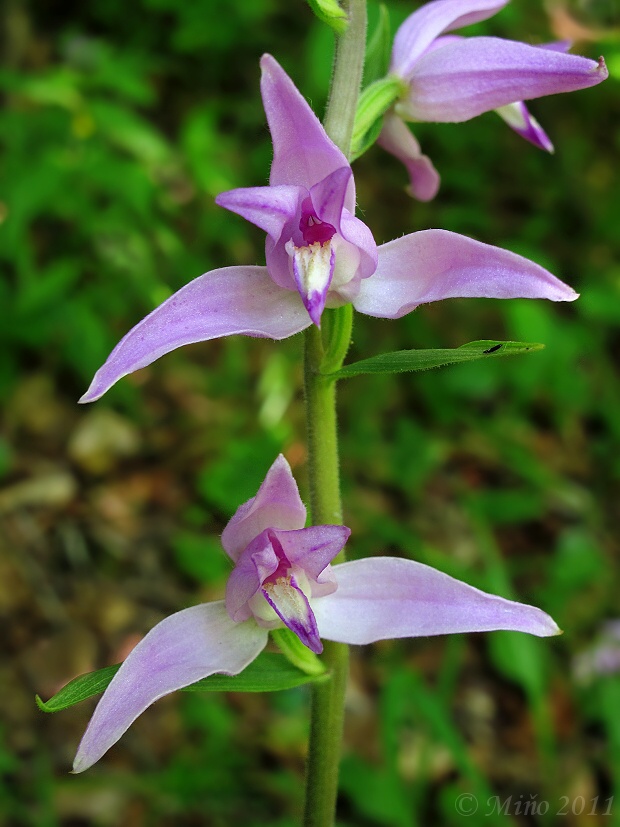 prilbovka červená Cephalanthera rubra (L.) Rich.