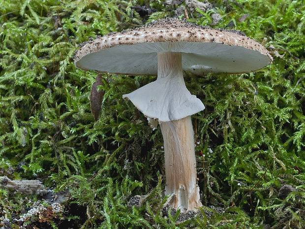 bedlička ostrošupinatá Echinoderma asperum (Pers.) Bon