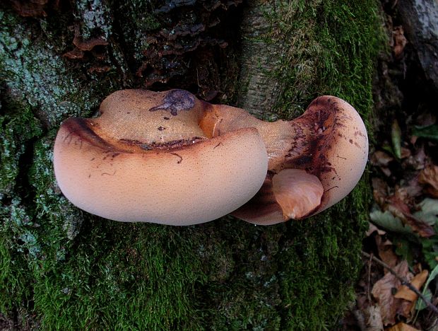 pečeňovec dubový Fistulina hepatica (Schaeff.) With.