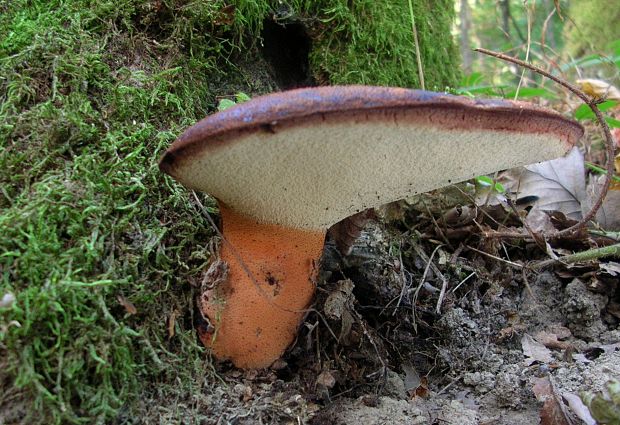 pečeňovec dubový Fistulina hepatica (Schaeff.) With.