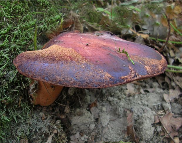 pečeňovec dubový Fistulina hepatica (Schaeff.) With.