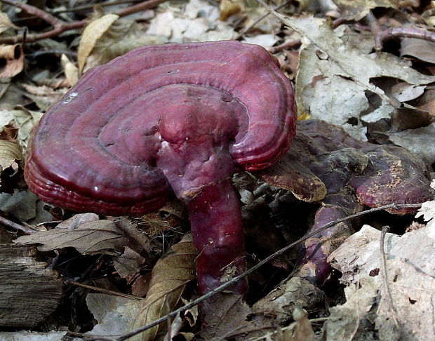 lesklokôrovka obyčajná Ganoderma lucidum (Curtis) P. Karst.