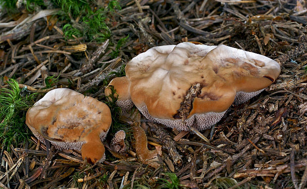 jelenkovka hrdzavohnedá Hydnellum ferrugineum (Fr.) P. Karst.