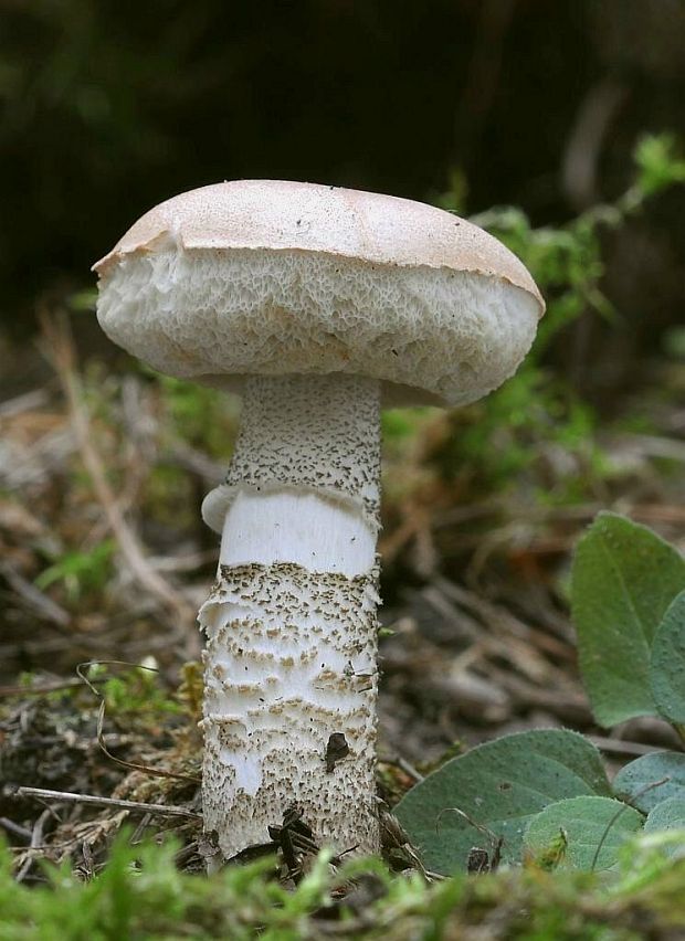 kozák brezový Leccinum scabrum (Bull.) Gray