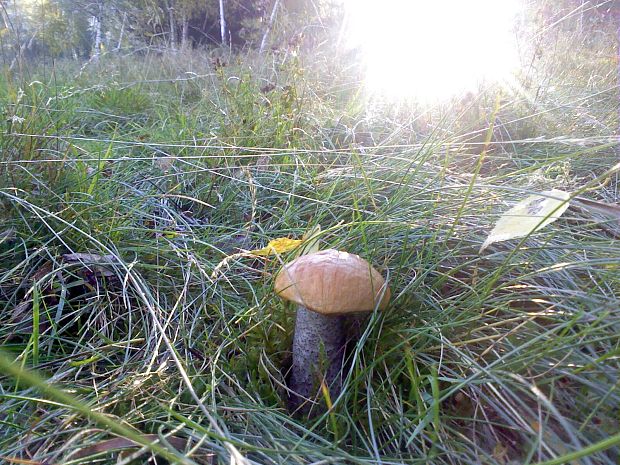 kozák Leccinum sp.