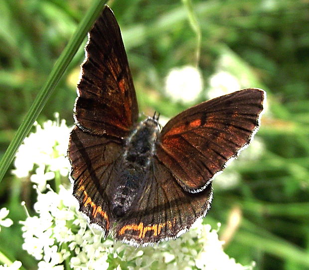 ohniváčik štiavový-samička Lycaena hippothoe