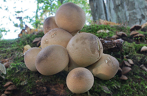 prášnica hruškovitá Lycoperdon pyriforme Schaeff.