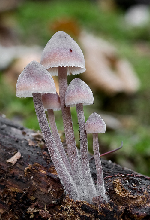 prilbička krvavomliečna Mycena haematopus (Pers.) P. Kumm.