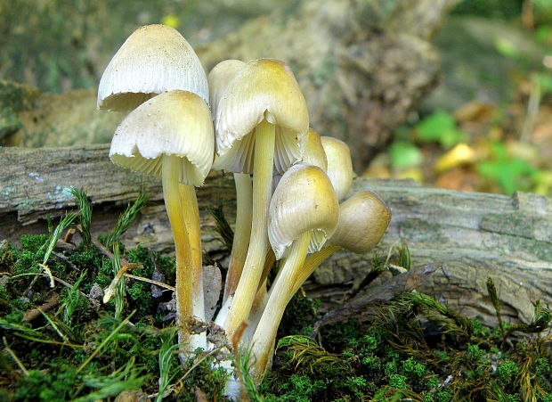 prilbička Mycena sp.