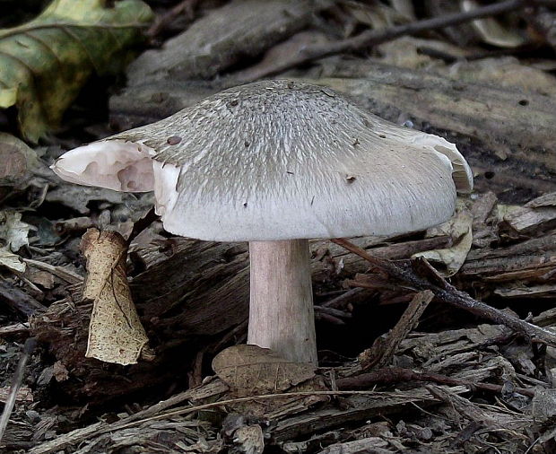 štítovka Pluteus sp.